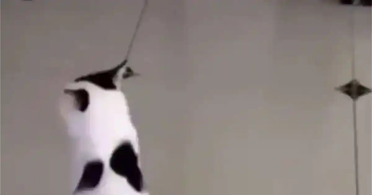 Продолжение поста «Кото-футбол»