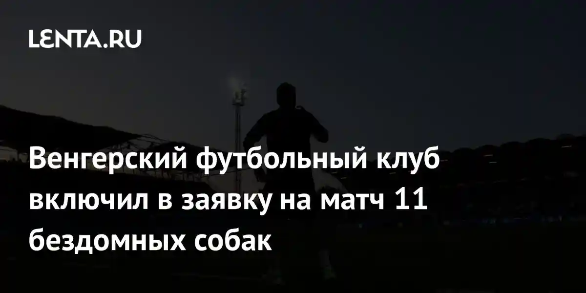 Венгерский футбольный клуб включил в заявку на матч 11 бездомных собак